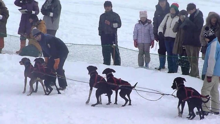 Balapan kereta seluncur anjing dimulai di Wakkanai, Jepang Balapan kereta seluncur anjing dimulai di Wakkanai, Jepang