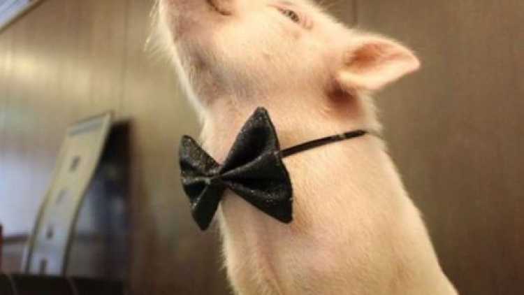 Bao-kun, babi imut yang jadi 'manajer' restoran di Jepang (2)