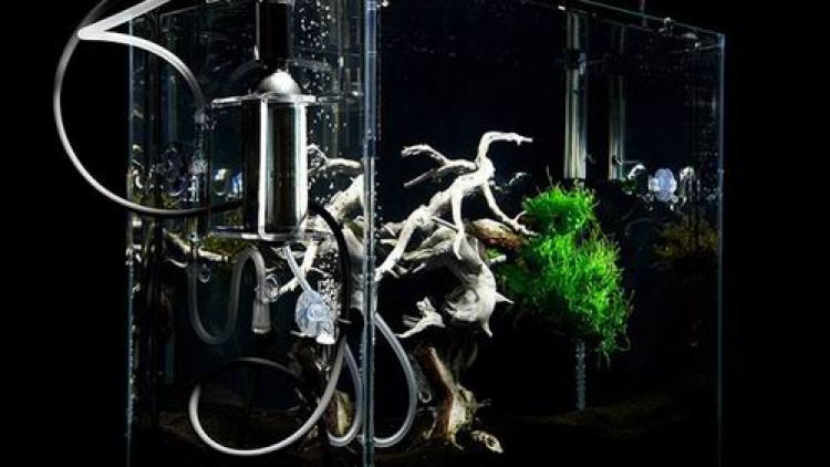 Bonsai-Dalam-Air-Makoto-Azuma (1)