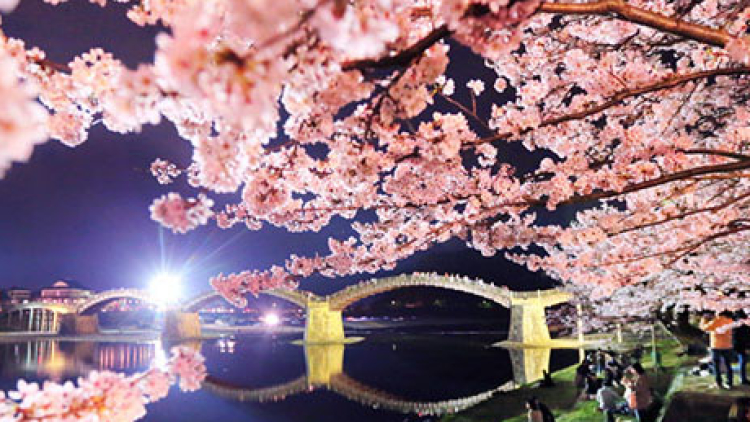 Bunga-bunga sakura yang diberi pencahayaan menarik perhatian banyak orang di jembatan Kintaikyo, Iwakuni