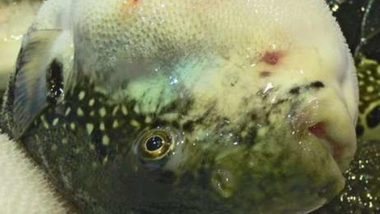 Cicipi Ikan Fugu dari Jepang, Salah Masak Bisa Meninggal (1) Cicipi Ikan Fugu dari Jepang, Salah Masak Bisa Meninggal (1)