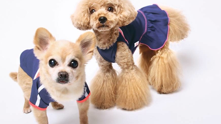 Demam Nadeshiko menjelang final Piala Dunia melanda Jepang (1) Demam Nadeshiko menjelang final Piala Dunia melanda Jepang (1)