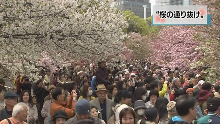 Di Japan Mint, acara memandangi keindahan bunga sakura telah dimulai