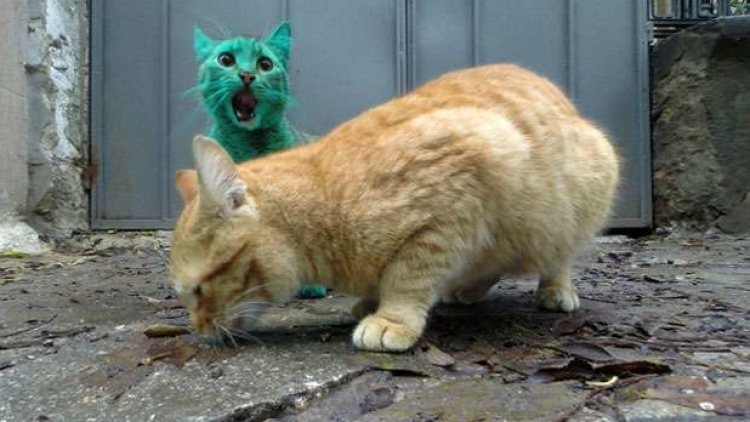 Di Kyoto, Beri Makan Kucing Liar Didenda Rp 5,4 Juta