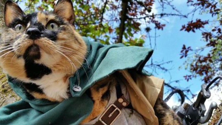 Ereneko cosplay cat Ereneko cosplay cat