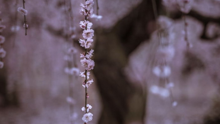 Fotografer Jepang Ekspresikan Emosi dengan Lanskap Fotografer Jepang Ekspresikan Emosi dengan Lanskap