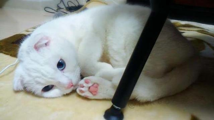 Gara-Gara-Tidur-Kucing-‘Snow-White’-Ini-Jadi-Populer-di-Twitter-1-ROCKETNEWS