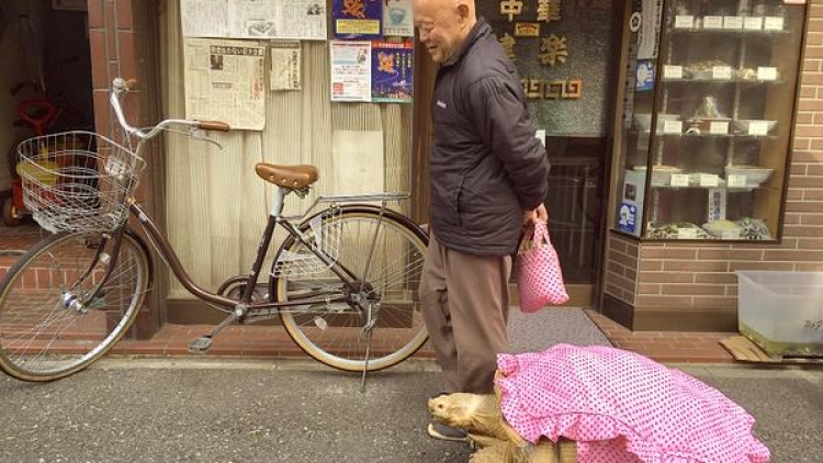 Hewan peliharaan paling santai dan pemiliknya yang sabar terlihat berjalan-jalan di Tokyo