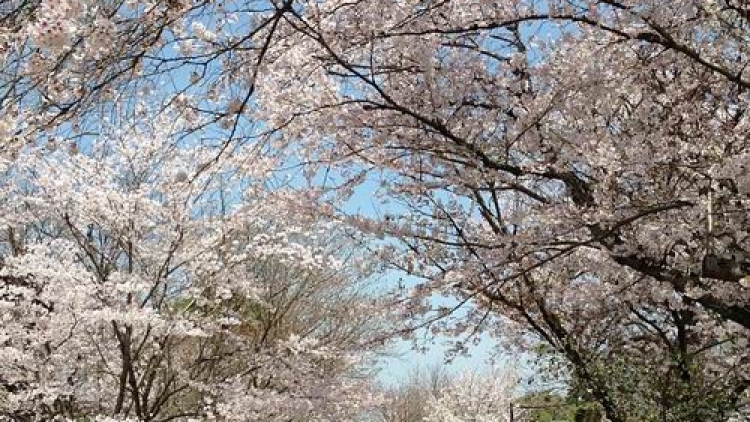 Indahnya Musim Semi di Jepang (4) Indahnya Musim Semi di Jepang (4)