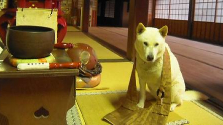 Ini Maru, anjing galak yang jadi biksu kepala di kuil Toshunji (1)