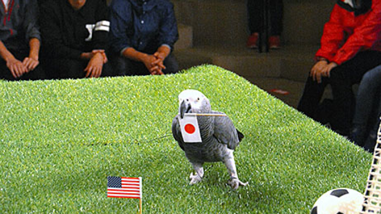 Jepang akan memenangkan final Piala Dunia Wanita, menurut burung parkit