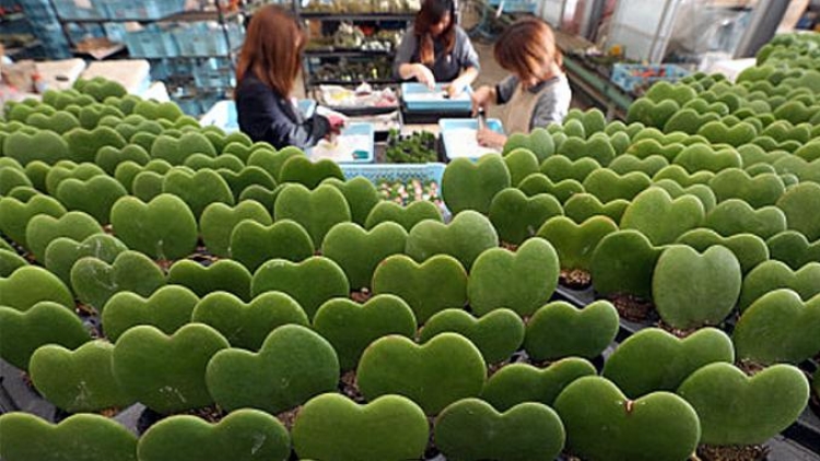 Kaktus Berbentuk Hati Tanpa Duri Dipersiapkan Khusus untuk Hari Valentine