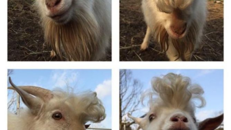 Kamaboko, Kambing Jantan Berambut Menawan Kamaboko, Kambing Jantan Berambut Menawan