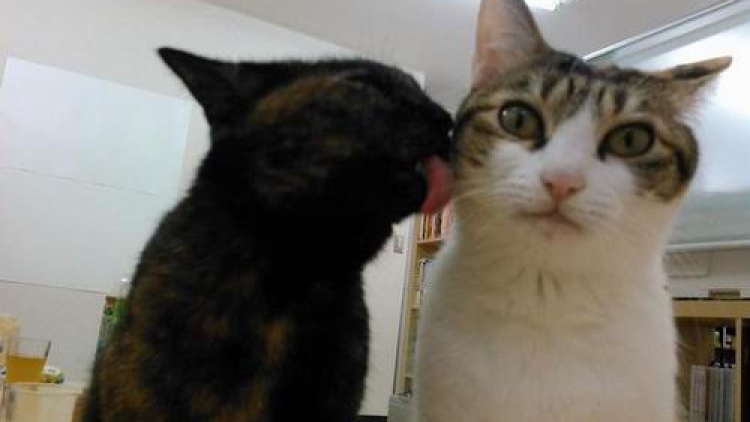 Kantor di Jepang Satu Ini Dipenuhi Oleh Kucing (5) Kantor di Jepang Satu Ini Dipenuhi Oleh Kucing (5)