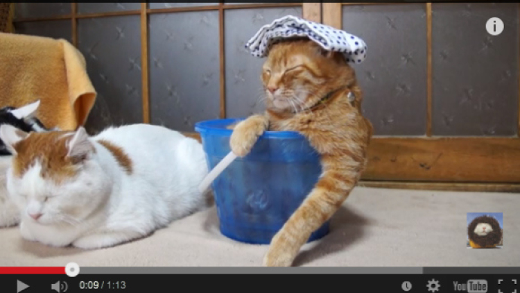 Kawaii! Kucing yang menggemaskan ini terlihat seperti sedang tertidur sambil menikmati mandi air panas! Kawaii! Kucing yang menggemaskan ini terlihat seperti sedang tertidur sambil menikmati mandi air panas!