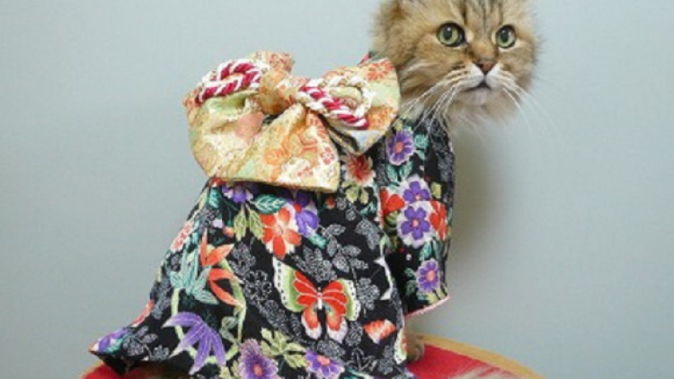 Kawaii! Selamat datang di dunia kucing-kucing yang berpakaian kimono! (6)