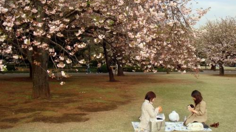 Kawasan Hanami Terbaik di Jepang (1)