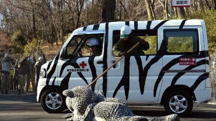Kebun binatang Tokyo memperagakan macan tutul salju palsu yang melarikan diri