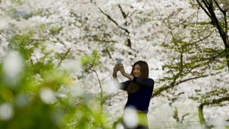 Keindahan Mekarnya Sakura di Ueno Park (1) Keindahan Mekarnya Sakura di Ueno Park (1)