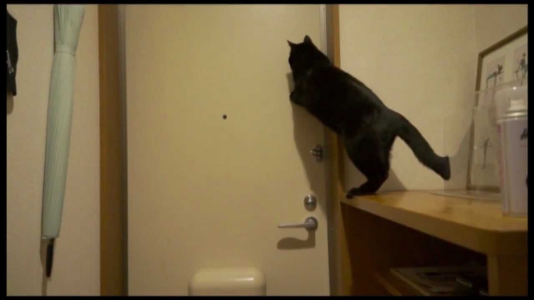 Kucing Ini Sengaja Mengunci Majikannya di Luar