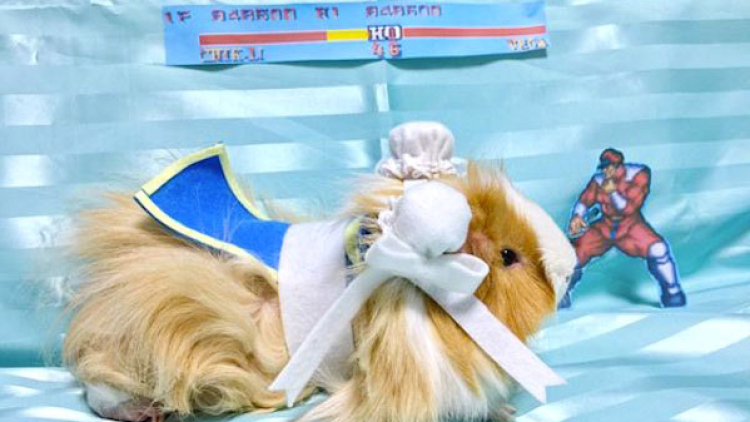 Lucunya, Wanita Ini Dandani Hewan Peliharaanya dengan Kostum Cosplay (1) Lucunya, Wanita Ini Dandani Hewan Peliharaanya dengan Kostum Cosplay (1)