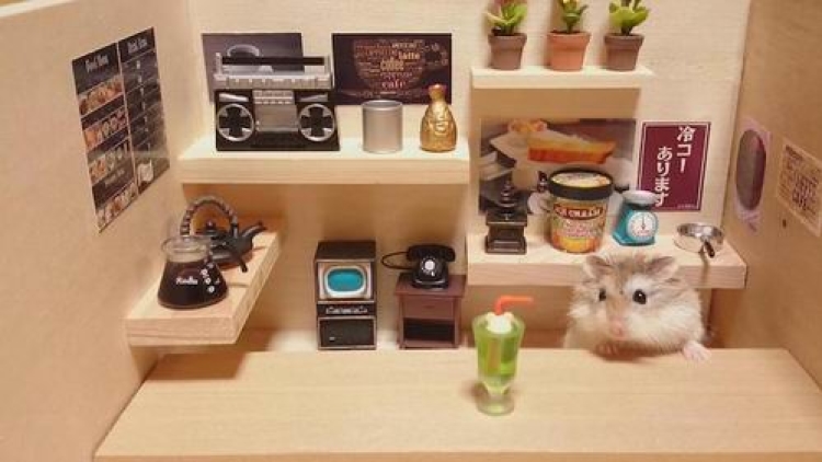 Melihat Ginji si Hamster Imut Yang Akan Membuat Moodmu Ceria (1)