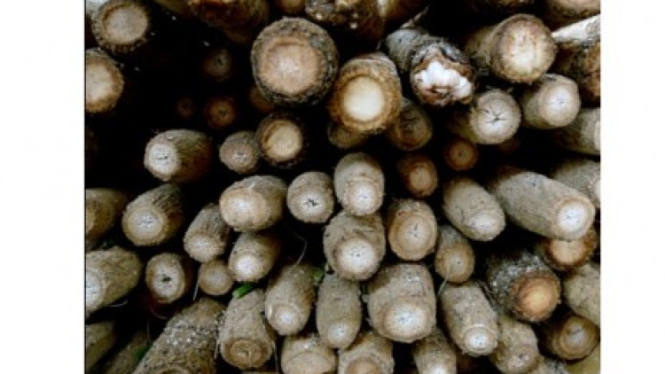 Mengenal Gobo, Sayuran Unik dari Jepang (1) Mengenal Gobo, Sayuran Unik dari Jepang (1)