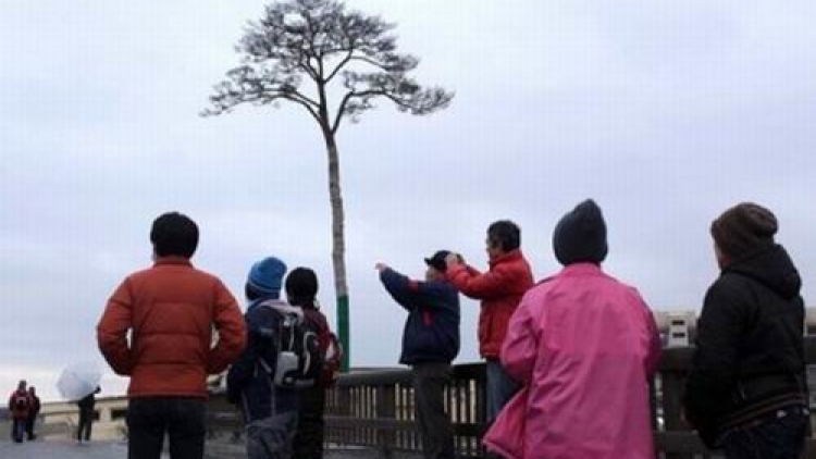 Montblanc Olah Pinus ‘Ajaib’ yang Selamat dari Tsunami Jepang Montblanc Olah Pinus ‘Ajaib’ yang Selamat dari Tsunami Jepang