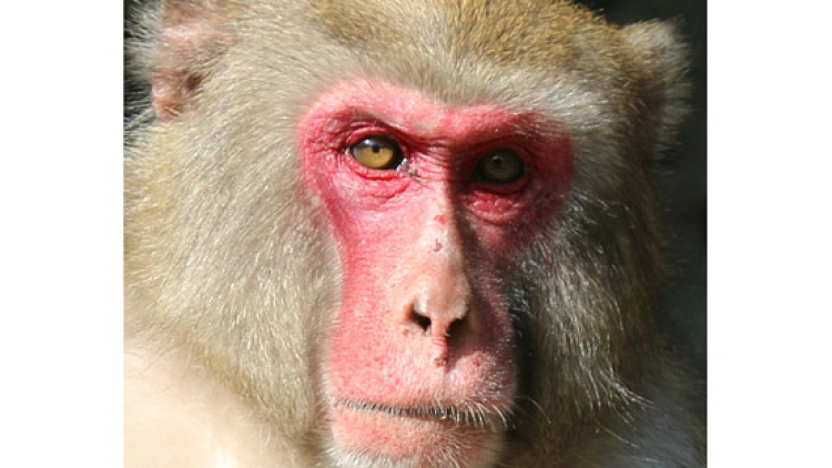 Monyet Jantan Ini Ternyata Paling Tampan di Jepang (2)
