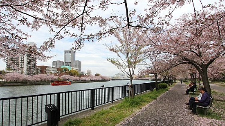 Musim Sakura Dimulai, Ini 5 Tempat Tercantik untuk Melihatnya (4)