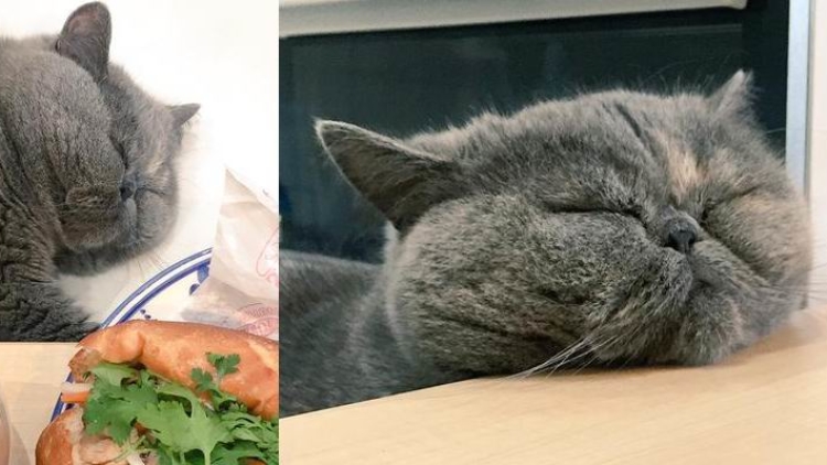 Nike, kucing tukang makan dan tidur yang mengingatkan kita untuk menikmati kesenangan dalam hidup