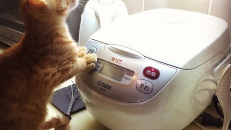 Pakuchi kucing Jepang menyukai rice cooker (2)
