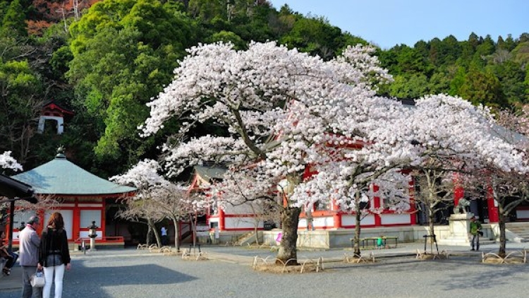 Pohon-pohon bunga Sakura yang mekar mendefinisikan gambaran tentang Jepang Pohon-pohon bunga Sakura yang mekar mendefinisikan gambaran tentang Jepang
