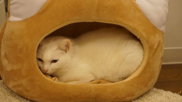 SAVE CAT CAFE, kafe penyelamat kucing-kucing di Osaka (1)