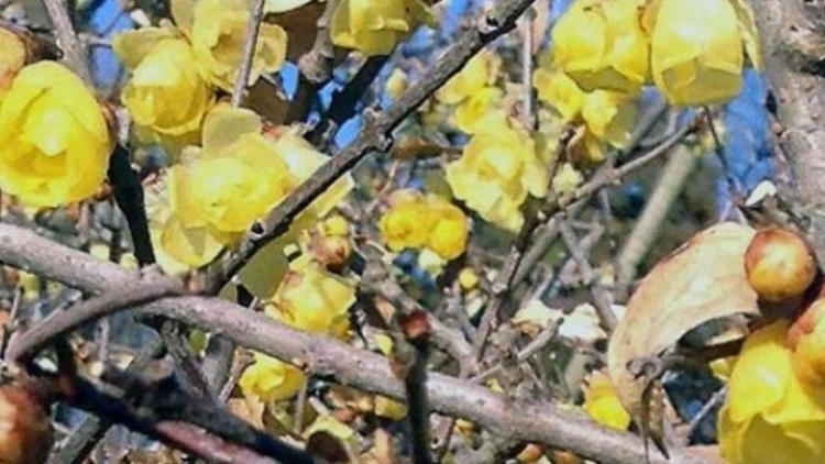 Saatnya Menikmati Harum Bunga Robai (1)