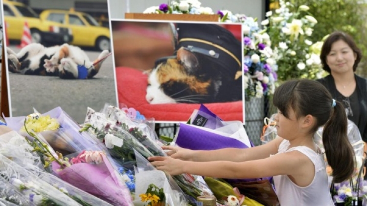 Sebanyak 3000 orang menghadiri pemakaman Tama, kucing penjaga stasiun di Jepang (2)