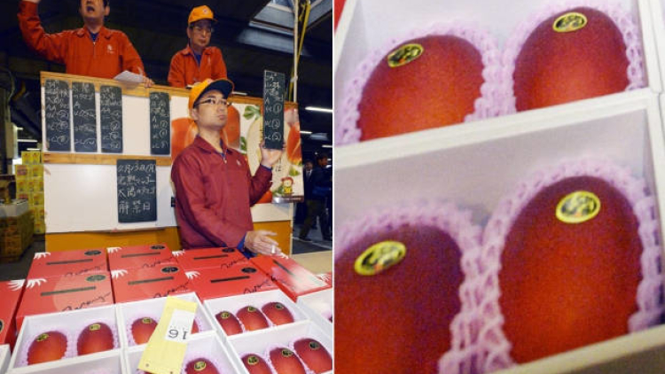 Seorang pria di Jepang membeli sepasang buah mangga seharga 300.000 yen Seorang pria di Jepang membeli sepasang buah mangga seharga 300.000 yen