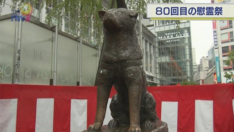 Setelah 80 tahun berlalu, Hachiko yang setia akan selalu dikenang