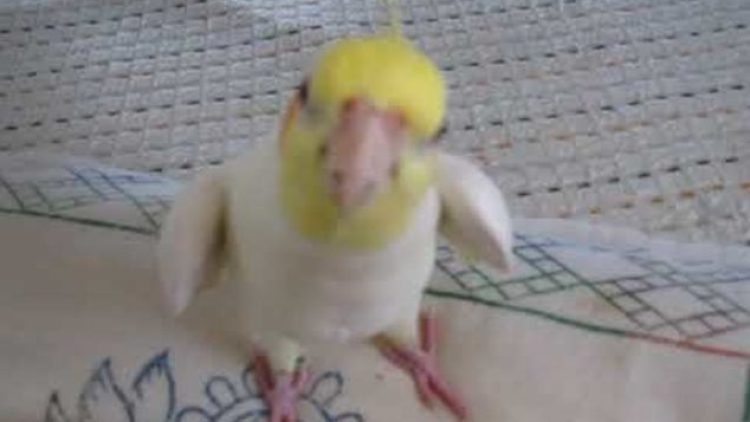 Sugoi! Burung ini bisa menyanyikan lagu tema Totoro!