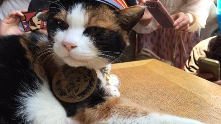 Tama, kucing kepala stasiun di Wakayama merayakan ulang tahunnya ke-16