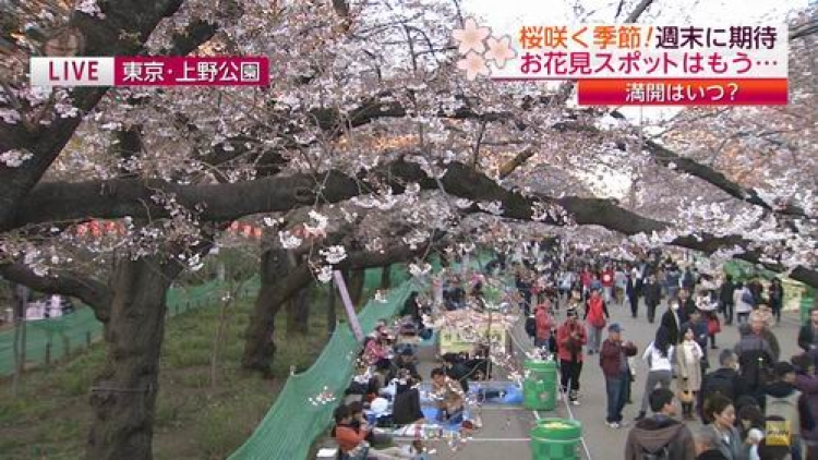 Tempat-tempat mekarnya bunga sakura di Tokyo bersiap-siap untuk ramainya pesta hanami (1)