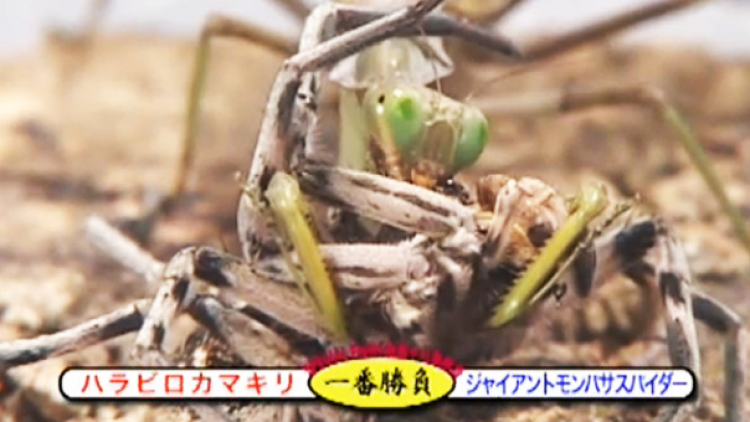 UFBC, Pertandingan Tinju Antar Serangga Di Jepang