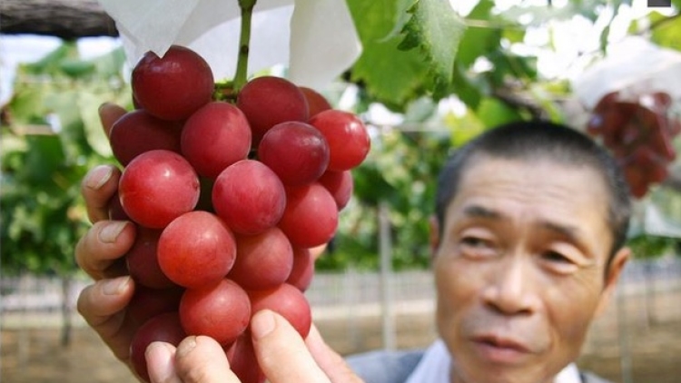 Wah, buah anggur dari Jepang ini dijual seharga 1 juta yen! Wah, buah anggur dari Jepang ini dijual seharga 1 juta yen!