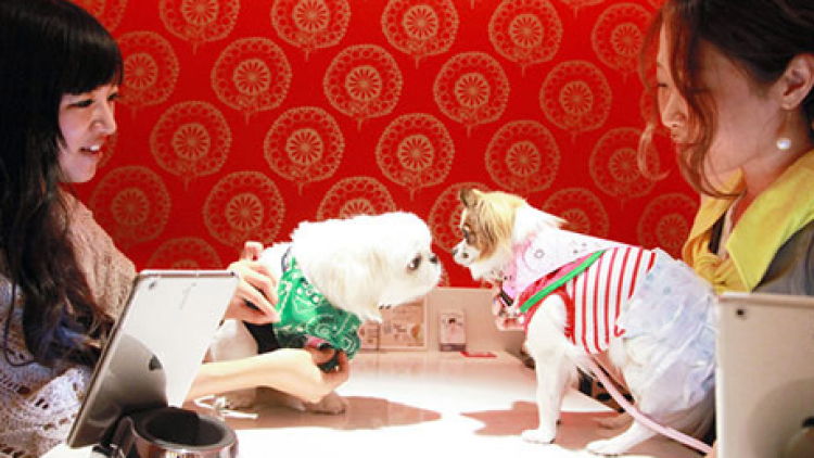 Wah, di Ginza ada acara 'perjodohan' hewan peliharaan untuk menemukan pasangannya!