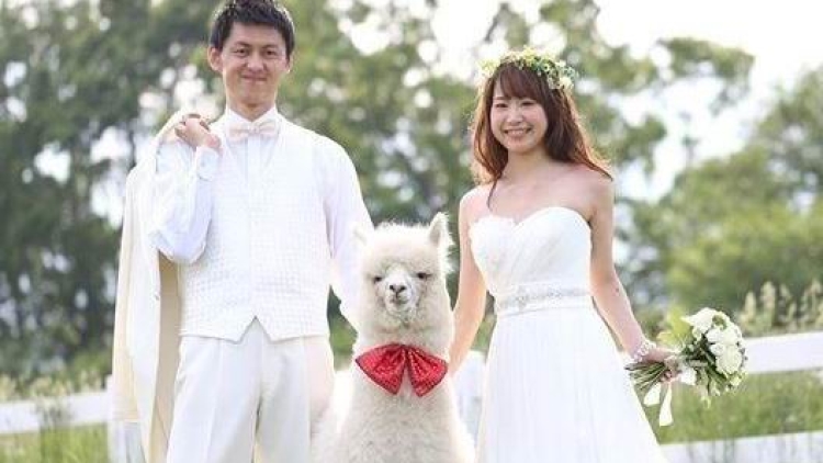 Wah, hotel di Jepang menyewakan seekor Alpaca untuk menjadi saksi pernikahan!