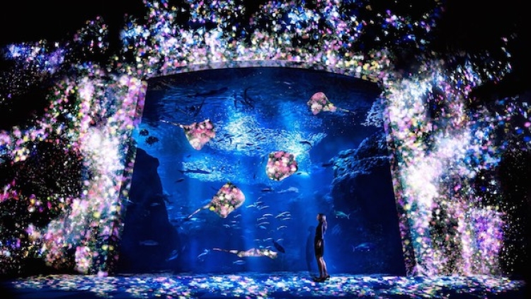 Wow! teamLab menciptakan akuarium interaktif, Night Wonder Aquarium 2015! (1)