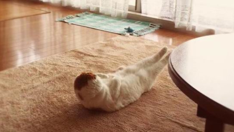 Yuk kita berolahraga! Kucing ini saja berolahraga di pagi hari lho!