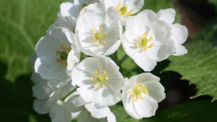 bunga-bunglon-di-jepang_663_382