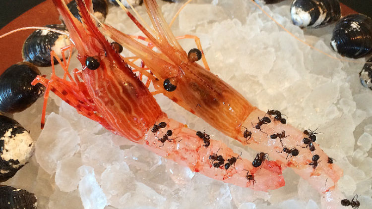 flavors-of-the-nagano-forest-noma