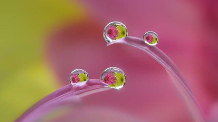 fotografer-jepang-menangkap-keindahan-dunia-air-dalam-makro